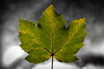 Maple leaf on moist glass background