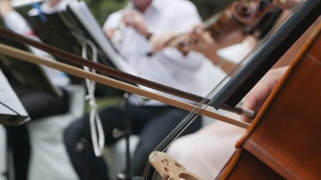 A man holds his hand on a string of a musical instrument. Plays the cello. Details of playing the cello. Passion, classical music. Cellist in the green zone