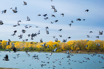 Autumn bird migration