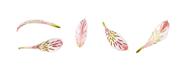 Set of pink alstroemeria petals