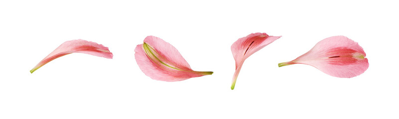 Set of pink alstroemeria petals