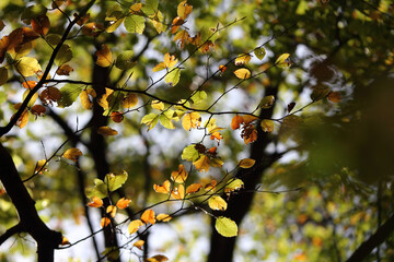 Colorful foliage in the autumn forest. Autumn leaves sky background. Autumn trees leaves in beautiful color.