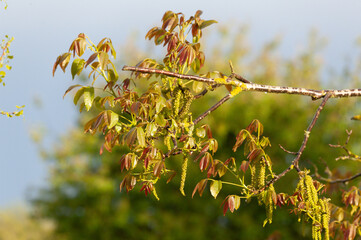 Walnussbaum in Blüte