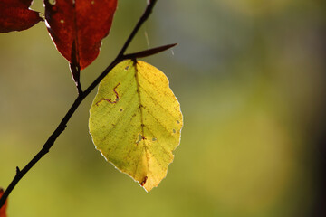 Colorful foliage in the autumn forest. Autumn leaves sky background. Autumn trees leaves in beautiful color.