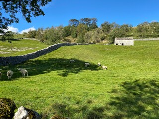 Sheep, grazing in the shade, in a large pasture, with dry stone walls, and a stone barn, in the distance in, Arncliffe, Skipton, UK