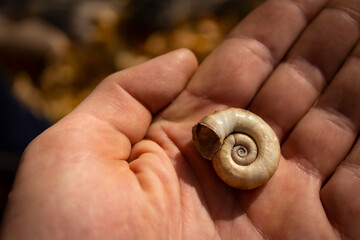 Snail shell on a child's hand against a background of autumn foliage