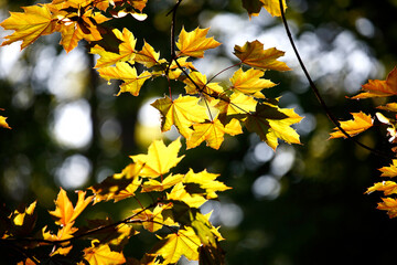 Colorful foliage in the autumn forest. Autumn leaves sky background. Autumn trees leaves in beautiful color.