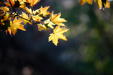 Colorful foliage in the autumn forest. Autumn leaves sky background. Autumn trees leaves in beautiful color.