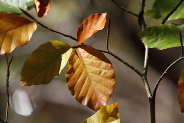 Colorful foliage in the autumn forest. Autumn leaves sky background. Autumn trees leaves in beautiful color.