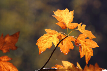 Colorful foliage in the autumn forest. Autumn leaves sky background. Autumn trees leaves in beautiful color.