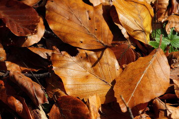 Colorful foliage in the autumn forest. Autumn leaves sky background. Autumn trees leaves in beautiful color.