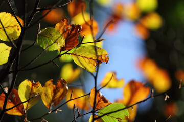 Colorful foliage in the autumn forest. Autumn leaves sky background. Autumn trees leaves in beautiful color.