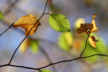 Colorful foliage in the autumn forest. Autumn leaves sky background. Autumn trees leaves in beautiful color.