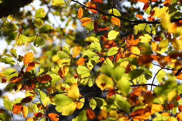 Colorful foliage in the autumn forest. Autumn leaves sky background. Autumn trees leaves in beautiful color.
