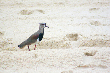 bird on the beach