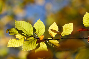 Colorful foliage in the autumn forest. Autumn leaves sky background. Autumn trees leaves in beautiful color.