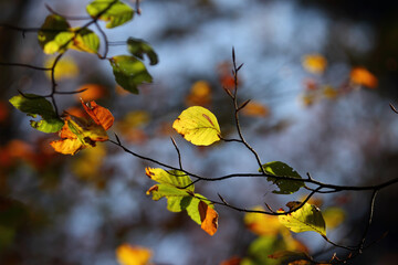 Colorful foliage in the autumn forest. Autumn leaves sky background. Autumn trees leaves in beautiful color.