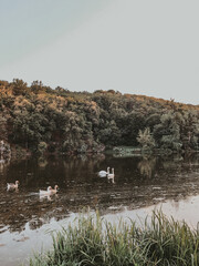 swans on the lake