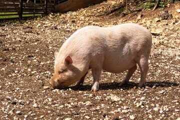 Hängebauchschwein