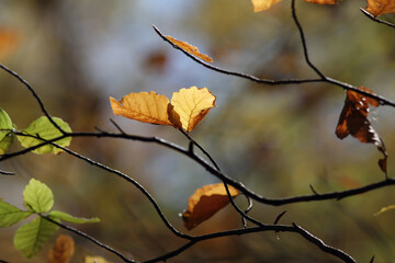 Colorful foliage in the autumn forest. Autumn leaves sky background. Autumn trees leaves in beautiful color.