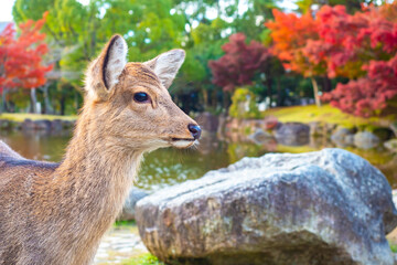 Deer closeup. Deer profile on the background of autumn Park. Deer in Japan's Nara Park. The Nature Of Japan. Guide to Japan. Animals of the planet.