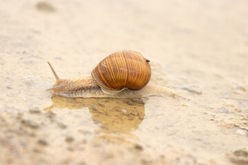 Schnecke