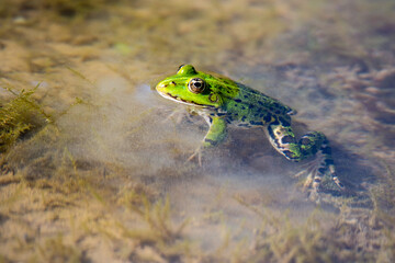 Teichfrosch