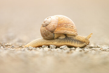 Schnecke