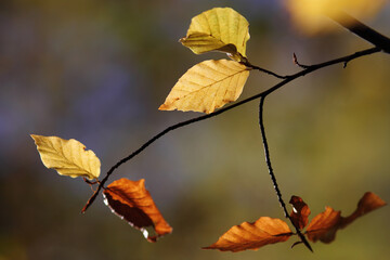Colorful foliage in the autumn forest. Autumn leaves sky background. Autumn trees leaves in beautiful color.