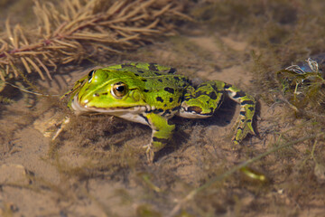 Teichfrosch