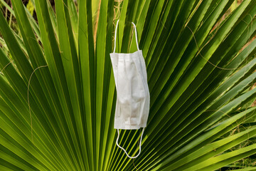 Medical mask on a palm tree. The concept of infection on all continents