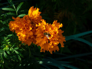 bee and orange flower in the garden