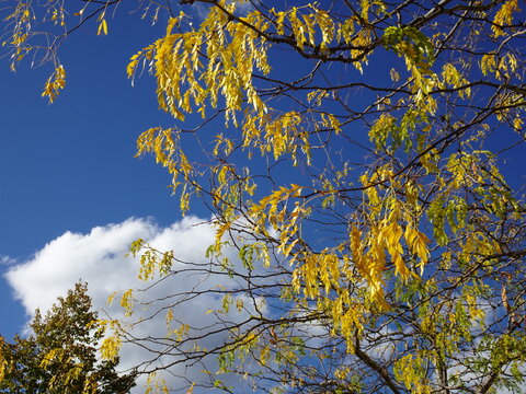 Gleditschie - Dreidornige Gleditschie im blauen Nachmittagshimmel mit wei&szlig;en Wolken 