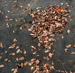 Autumn leaf on the asphalt. Sad weather