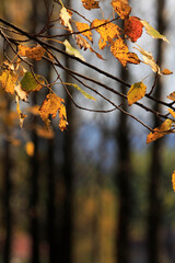 Colorful foliage in the autumn forest. Autumn leaves sky background. Autumn trees leaves in beautiful color.