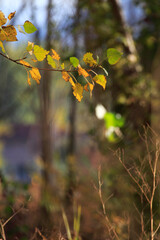 Colorful foliage in the autumn forest. Autumn leaves sky background. Autumn trees leaves in beautiful color.