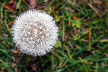 Blooming dandelion flower on a background of meadow