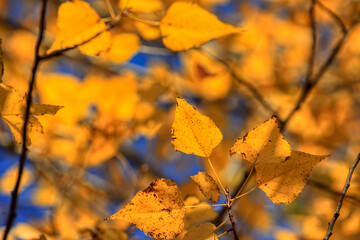 Colorful foliage in the autumn forest. Autumn leaves sky background. Autumn trees leaves in beautiful color.
