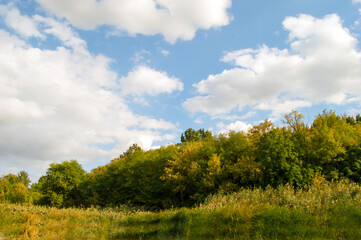 landscape with trees and sky
