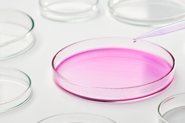 Adding a blue liquid media into Petri dish using a pipette. 