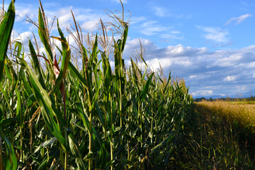 Fototapeta premium grass and sky