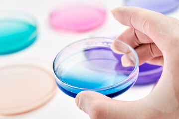 Close up a scientist or biologist in rubber gloves holding a petri dish with colorful media for grafting bacterial colonies or biochemical analysis. 