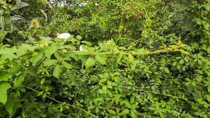 
Burl hedge of teasels, flowering bryons, and climbing bindweed