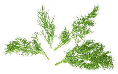 dill isolated on white background