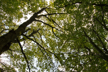 leaves and sky