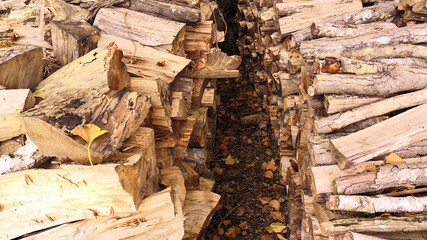 
Cutting wood stacked and stored for the cold weather to come