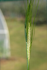 Macro shot of an ear of barley (hordeum vulgare)