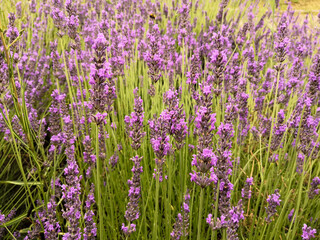 Naklejka premium Close-up on a lavender plant