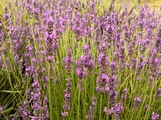 
Close-up on a lavender plant