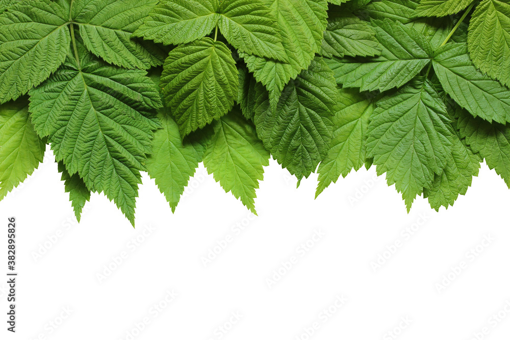 Canvas Prints raspberry leaves isolated on a white.